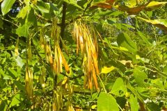 esche-manna-fruechte