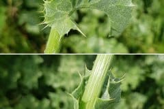 mariendisel-blatt-oehrchen