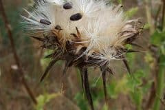 mariendisel-frucht-samen