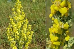 koenigskerze-mehlige-bluetenstand-teilausschnitt