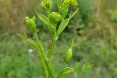 pastinak-pastinake-blueten-knospen