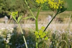 pastinak-pastinake-bluetenstand