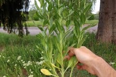 kresse-pfeilkresse-erscheinungsbild