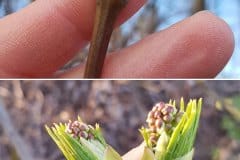 pimpernuss-knospen-austrieb