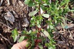 portulak-einzel-zweig