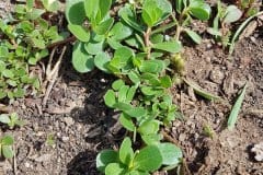 portulak-jungpflanzen