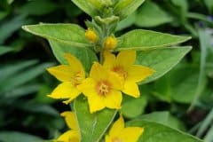 punktierter-gilbweiderich-bluetenstand