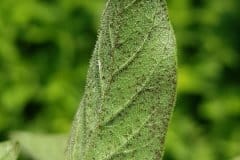 punktierter-gilbweiderich-punktiertes-blatt