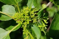 kreuzdorn-purgier-bluete-weiblich