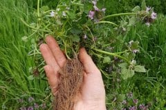taubnessel-purpurrote-ganze-pflanze