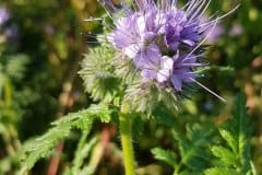 phacelia-blueh-beginn