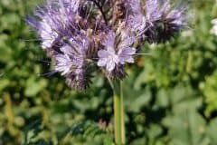 phacelia-bluete