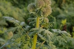 phacelia-blueten-knospen