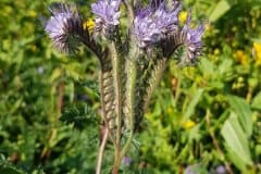 phacelia-bluetenstand-aelter