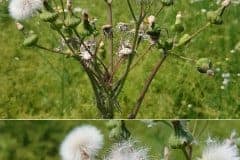 raue-gaensedistel-fruechte-samen