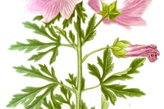 malve-rosen-illustration