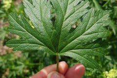 malve-rosen-unteres-blatt