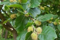 buche-rotbuche-fruechte-unreif