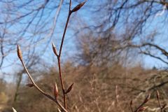 buche-rotbuche-zweige-knospen