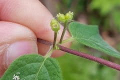 heckenkirsche-rote-frucht-beginn