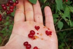 heckenkirsche-rote-fruechte-samen