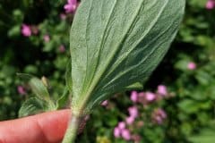 rote-lichtnelke-blatt-unter