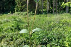 rote-lichtnelke-erscheinung