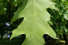 eiche-roteiche-blatt-unterseite