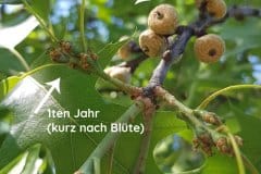 eiche-roteiche-fruchtalter