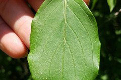 hartriegel-roter-blatt-oberseite