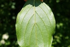 hartriegel-roter-blatt-unterseite