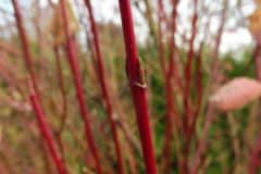 hartriegel-roter-rot-faerbung-winter