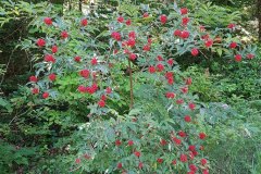 holunder-roter-erscheinungsbild