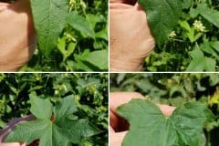 zaunruebe-rotfruechtige-blatt-formen