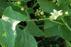 zaunruebe-rotfruechtige-blueten-blaetter-ranken