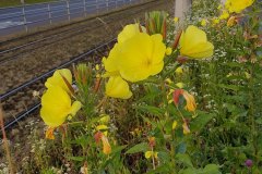 nachtkerze-rotkelchige-bahndamm