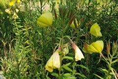 nachtkerze-rotkelchige-naturstandort