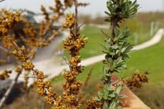 sanddorn-maennlich-weiblich-vergleich