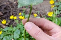 scharbockeskraut-blatt