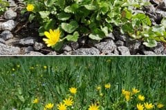 scharbockeskraut-wuchsorte