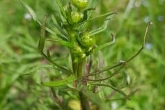 scharfer-hahnenfuss-blueten-knospen