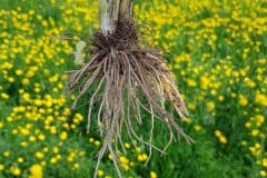 scharfer-hahnenfuss-wurzeln