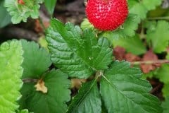 scheinerdbeere-frucht
