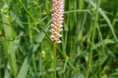 knoeterich-schlange-blueten-knospen