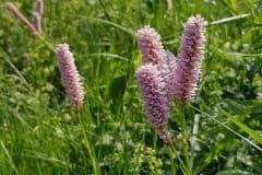 knoeterich-schlange-erscheinungsbild