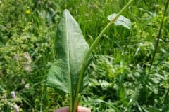 knoeterich-schlange-grund-staengel-blatt