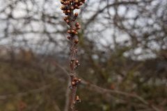 schlehdorn-zweig-knospen