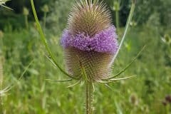 karde-schlitzblatt-bluete-wilde-karde