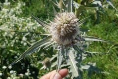 karde-schlitzblatt-bluetenstand-oben