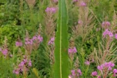 weidenroesche-schmalblaettriges-blatt